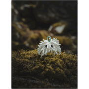 Kreidebeutel Midnight Lightning Chalktopus