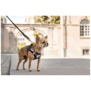 Hundeleine Curli Stretch Comfort Leash