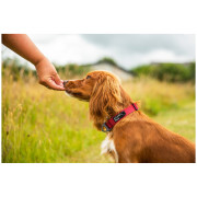 Hundehalsband Mountain Paws Extra Tough Dog Collar