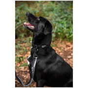 Leine mit Stoßdämpfer Mountain Paws Stretch Dog Lead