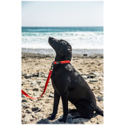 Hundeleine Mountain Paws Waterproof Dog Lead