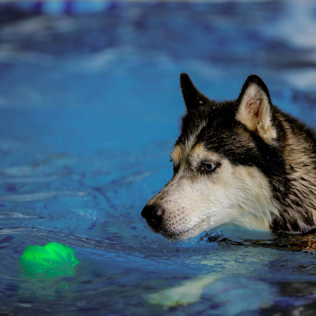 Hundespielzeug Nite Ize GlowStreak Wild LED Ball