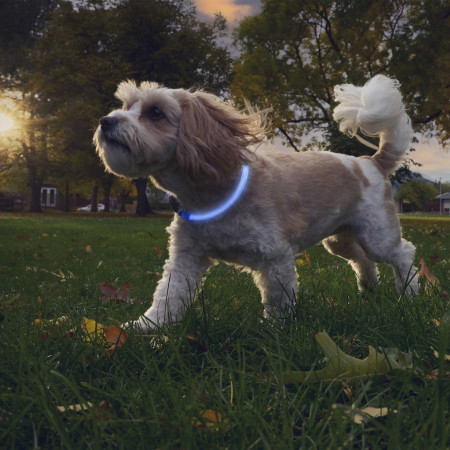 Leuchtendes Hundehalsband Nite Ize NiteHowl® Rechargeable LED Safety Necklace