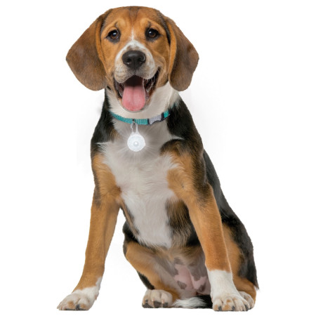 Leuchtendes Hundehalsband Nite Ize SpotLit Rechargeable Collar Light