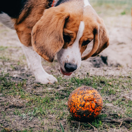 Hundespielzeug Explorer Dog AirBall Tips 8 cm