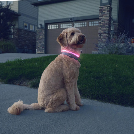Leuchtendes Hundehalsband Nite Ize NiteHowl® Rechargeable LED Safety Necklace