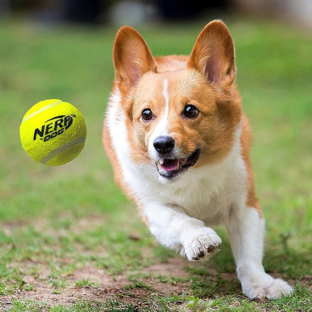 Hundespielzeug Nerf Dog Blaster + Tennis Balls 3 pcs