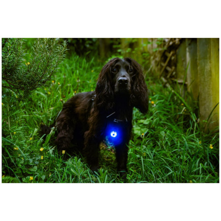 Hundelicht Mountain Paws Dog Safety Light