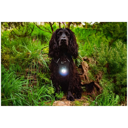 Hundelicht Mountain Paws Dog Safety Light