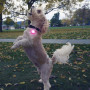 Leuchtendes Hundehalsband Nite Ize SpotLit Rechargeable Collar Light