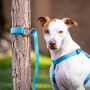Karabiner Nite Ize SlideLock Pet S-Biner