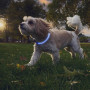 Leuchtendes Hundehalsband Nite Ize NiteHowl® Rechargeable LED Safety Necklace