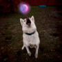 Hundespielzeug Nite Ize Glowstreak LED Ball