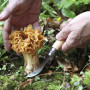Messer Opinel VRI N°08 Pilz-Klappmesser