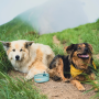 Faltbare Schüssel Hydrapak Rover Dog Bowl