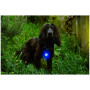 Hundelicht Mountain Paws Dog Safety Light