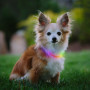 Leuchtendes Hundehalsband Nite Ize NiteHowl Mini LED