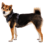 Hundegeschirr Ruffwear Front Range® Harness