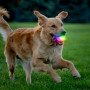 Hundespielzeug Nite Ize GlowStreak Wild LED Ball