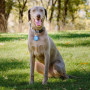 Ortungsgerät für Hunde Nite Ize Apple AirTag Wearabout