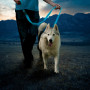 Hundeleine Nite Ize LED NiteDog